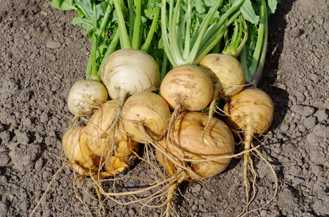 芜菁是欧洲常见的蔬菜之一。（图／Shutterstock）