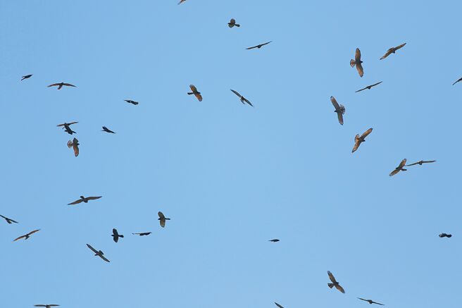 灰面鵟鹰近年保育有成，有机会重现彰化特有上万灰面鵟鹰集体飞越八卦山的奇景。（彰化县野鸟学会提供／吴建辉彰化传真）