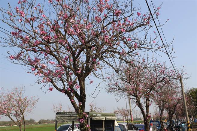 土库镇的樱花大道是羊蹄甲（印度樱花），最近盛开，今明两天举行土库樱花季活动。（周丽兰摄）