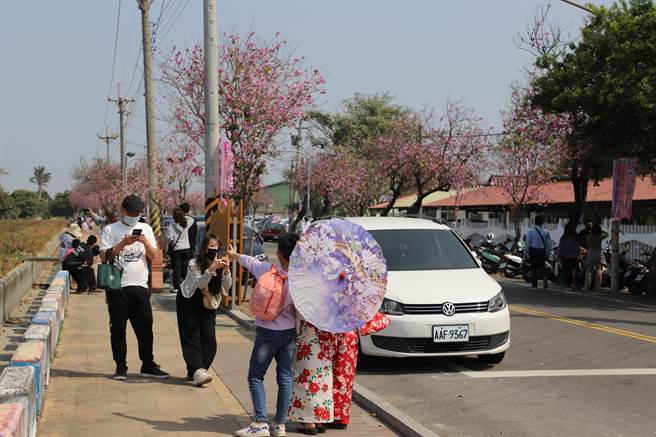 土库镇公所今年扩大办理樱花季活动，新增野餐派对、和服体验。（周丽兰摄）