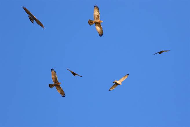 各式鹰类每年春分后从南洋地区北返回西伯利亚原栖地，北返行经八卦山区，游客可以欣赏群鹰飞舞。（参山处提供／杨静茹南投传真）