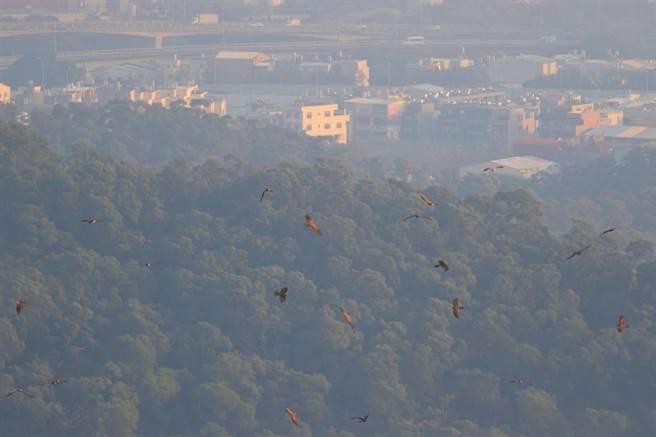 八卦山区小的溪流和山谷之间有热对流，所以群鹰就在这边盘旋。（参山处提供／杨静茹南投传真）