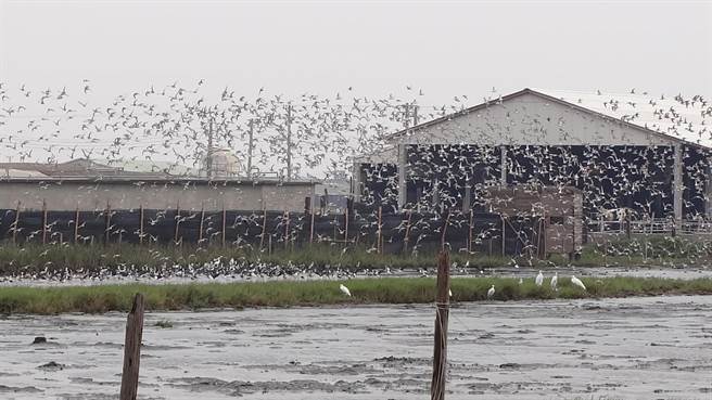 彰化縣福寶生態園區原本是水鳥的天堂，每年吸引上萬遊客來賞鳥，認識生態。（彰化縣環保聯盟提供／吳敏菁彰化傳真）