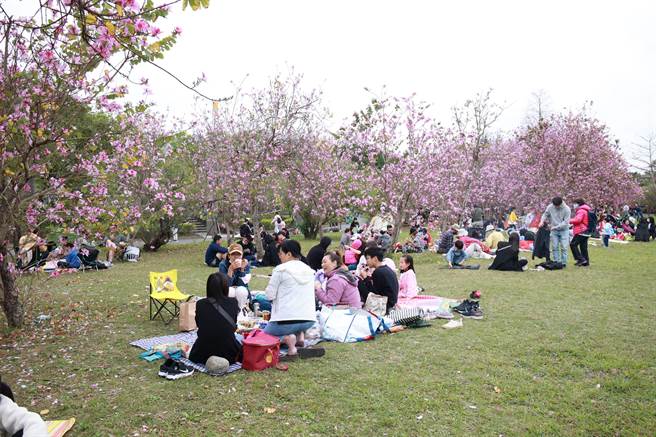 台北大学长期深耕三峡，3年前与社区打造特色活动「三峡绿茶季」，今年活动在本周末登场，民眾在万坪绿地ㄧ边品茗一边野餐，度过悠閒惬意的周末午后。（台北大学提供）