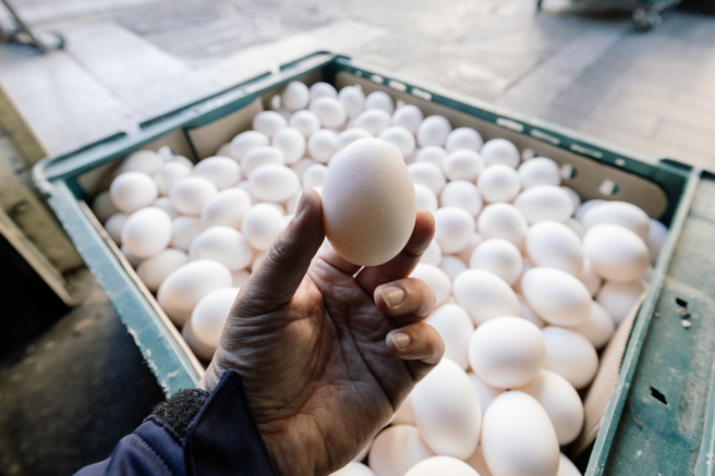 有药局为了体恤行动不便的银髮族，特地和熟识的蛋商订货，希望长辈不要再那么辛苦，一大清早起来排队买蛋。（示意图／郭吉铨摄）

