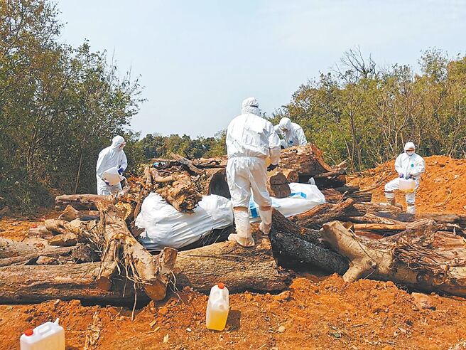 台湾首例H9N2禽流感在金门检出，17日已完成预防性的扑杀清场。（防检局提供）