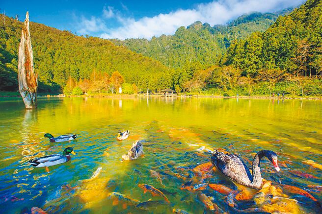 力丽马告生态园区明池森林游乐区，景致宛如人间仙境。（力丽观光提供）