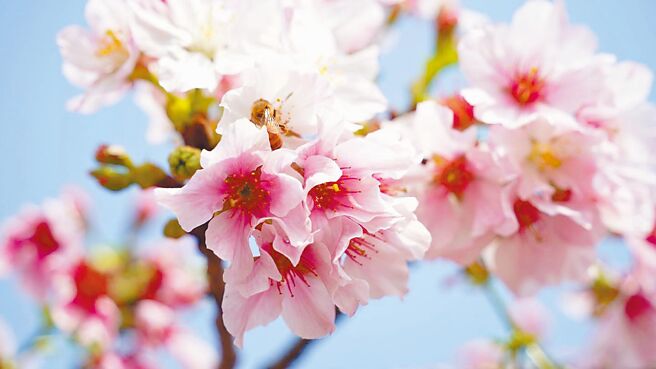 阿里山樱花海每年3月登场，漫山遍野的樱花海及紫藤花瀑布，吸引游客春季到访。（天成饭店集团提供）