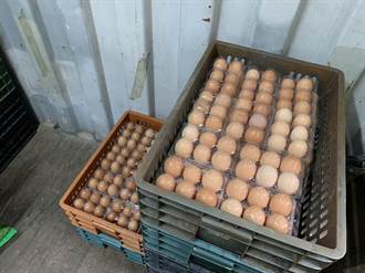 缺蛋危機 宜蘭清水地熱園區蛋不零售了