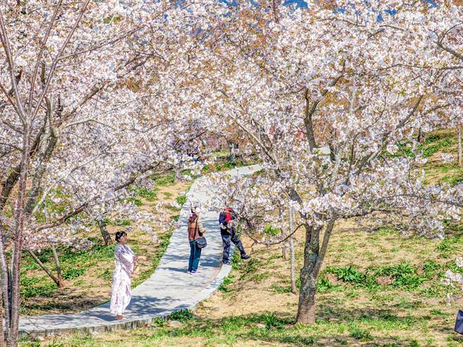 游客穿起和服在白色樱花树下拍照，感受浓浓的浪漫情调。(福寿山农场提供)