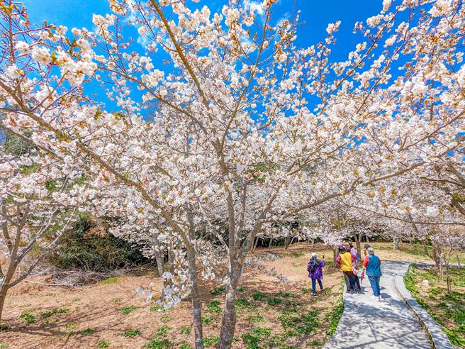 福寿山农场白色系樱花与雪白的李花现在正盛开。(福寿山农场提供)
