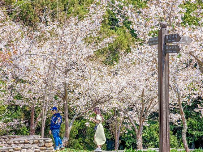 福寿山农场白色系樱花与雪白的李花现在正盛开。(福寿山农场提供)