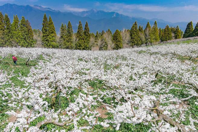 福寿山农场白色系樱花与雪白的李花现在正盛开。(福寿山农场提供)