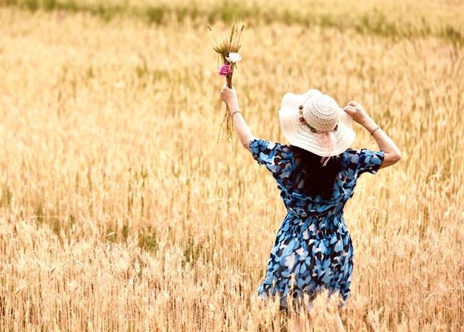 和平快乐田园业者戴宗权在粉黛乱子草种回来前，改种黄金麦穗。（业者提供／杨静茹南投传真）