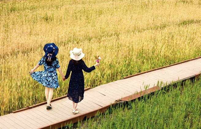 戴宗权试种小麦，黄澄澄的麦浪吸引网美来拍照取景，颇受好评。（戴宗权提供／杨静茹南投传真）