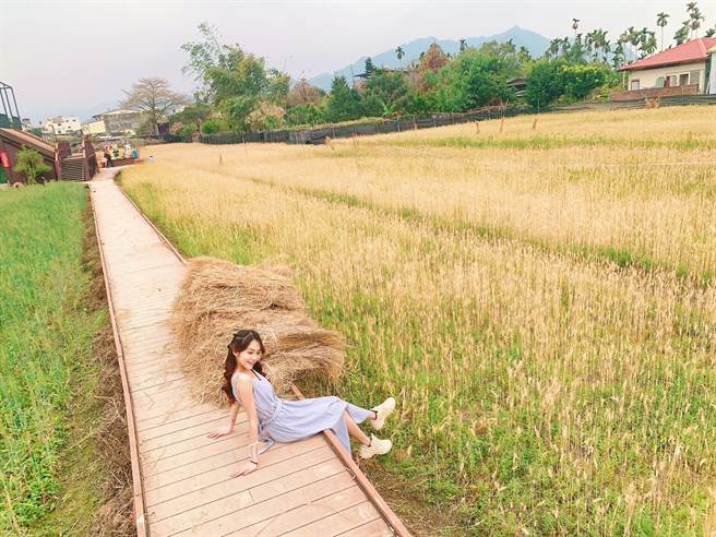 戴宗权指出，集黄金山麦比台中市大雅区的黄金小麦节晚1个月，主要提供民眾拍美照。（戴宗权提供／杨静茹南投传真）