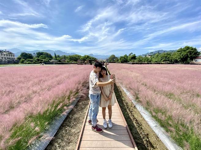 和平快乐田园栽种2020年粉红爱情草爆红，2021年花季正要开始被迫剷除，歷经1年半监测向农委会申诉。（戴宗权提供／杨静茹南投传真）