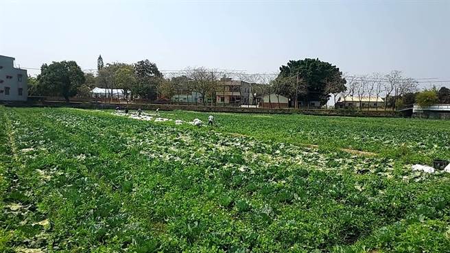 马家的高丽菜园已有民眾自行到场摘採。（马迎源提供／程炳璋台南传真）