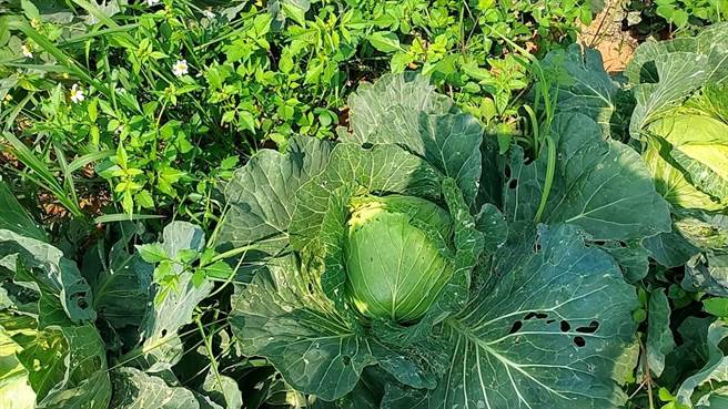 白河马家的高丽菜园少喷洒农药，高丽菜表面有虫咬痕，卖相不好却较天然。（马迎源提供／程炳璋台南传真）