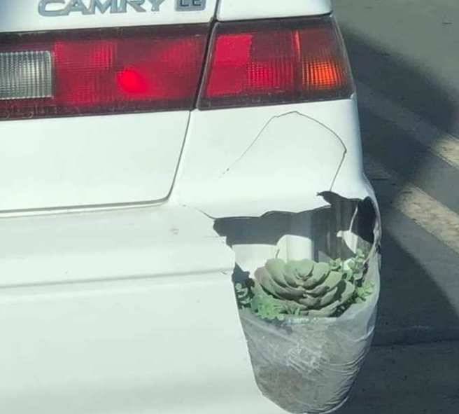 一名网友最近分享车子保险杆撞破一个洞，先拿一盆多肉植物塞进洞里补一下，想等普发6000元拿到手后再修。(翻摄自爆废公社)