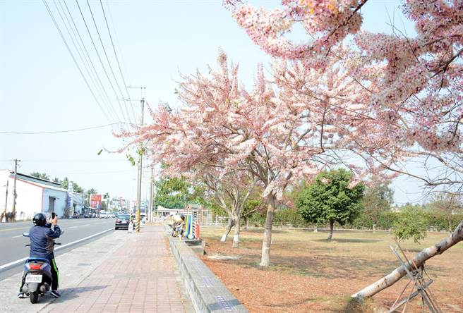 屏东德协国小通学步道旁的花旗木盛开，吸引路过骑士拿出手机拍下眼前美景。（林和生摄）