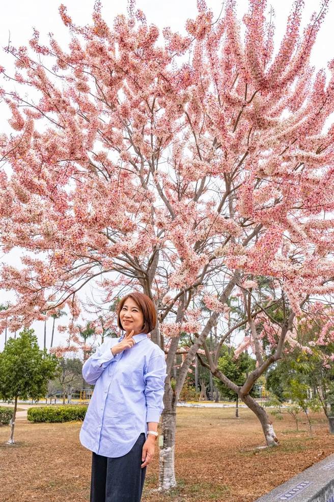 粉红花旗木盛开，屏县长忍不住下车拍网美照。(摘自周春米脸书)