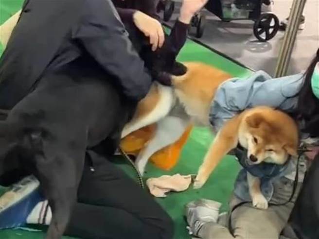 台中宠物展18日传出犬只攻击事故，1只黑米克斯无预警咬住1只柴犬后腿不放，吓坏现场民眾。 （图撷自影片）