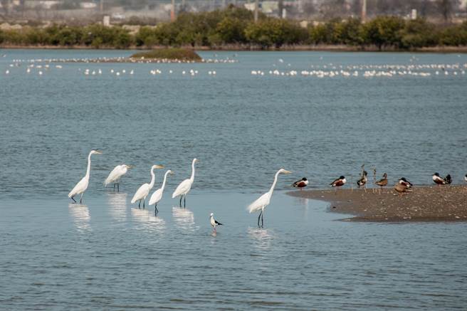 今嘉義縣政府與雲嘉南國家風景區管理處首度舉辦「布袋候鳥季元年─聽春語•看春羽」活動，結合地方推動「候鳥經濟」。（呂妍庭攝）