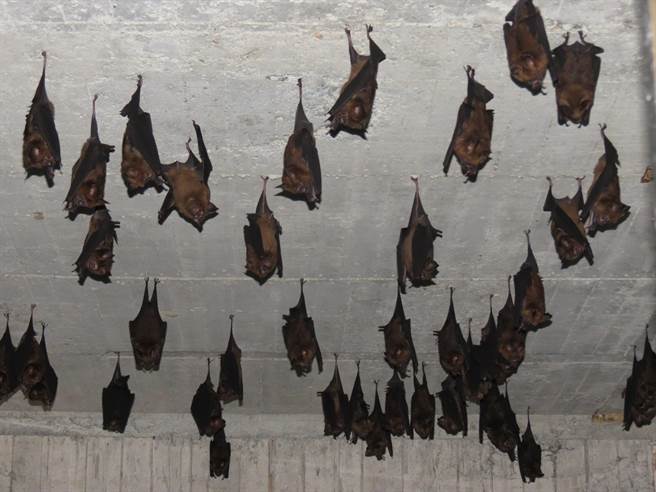 彰化市「石牌坑亲子生态步道」蕴藏丰富的自然生态，有台湾特有种的台湾叶鼻蝙蝠。（彰化市公所提供／吴敏菁彰化传真）