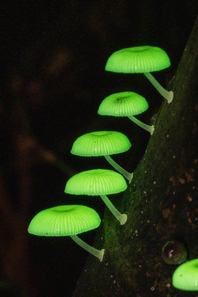 萤光蕈在夜间发生奇幻的光芒。（彰化市公所提供／吴敏菁彰化传真）
