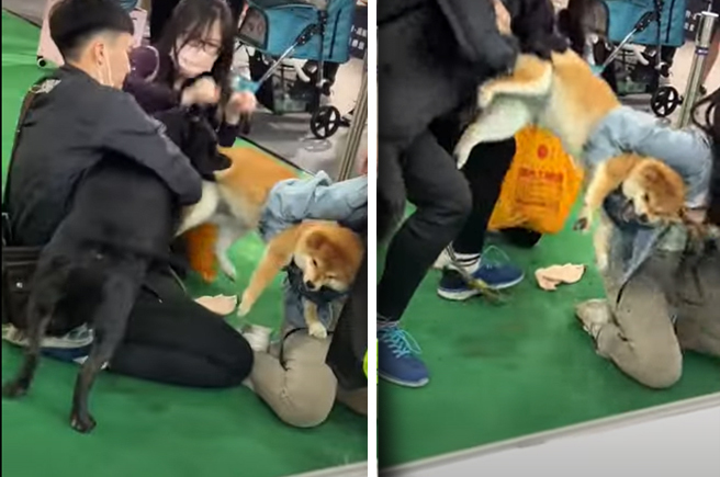 台中市宠物展发生意外，一名饲主所养的黑色米克斯突然发狂咬住另名饲主的柴犬后腿，期间长达20秒都不松口，吓坏现场看展民眾。（图／翻摄照片）