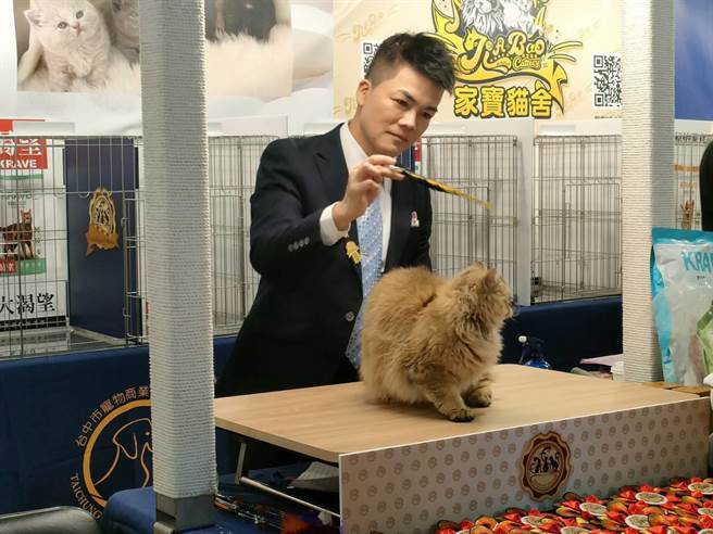 拥有15年评审资歷、爱猫者友盟主席Danny Tai说，鑑定猫咪是有品种标准的，粗分为身体、头部、毛色及猫咪状态等。（潘虹恩摄）