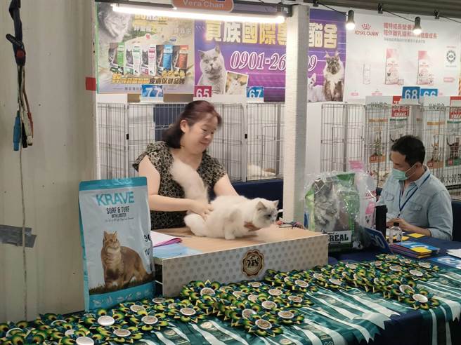 全台超过350猫咪前来参加「FFF国际名猫展」，经歷4个评审评比通过才能获得认证。（潘虹恩摄）