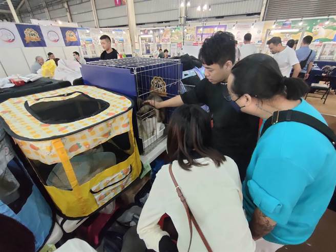 台中市宠物商业同业公会与爱猫者友盟于18、19日共同举办FFF国际名猫展，吸引全台超过350猫咪前来参赛。（潘虹恩摄）