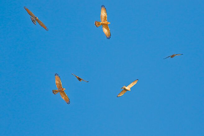鹰群迁徙北返行经八卦山区，游客可在此欣赏群鹰飞舞。（参山处提供／杨静茹南投传真）