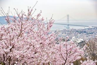  神戶和洋風情賞櫻秘境 7大櫻花場景大公開