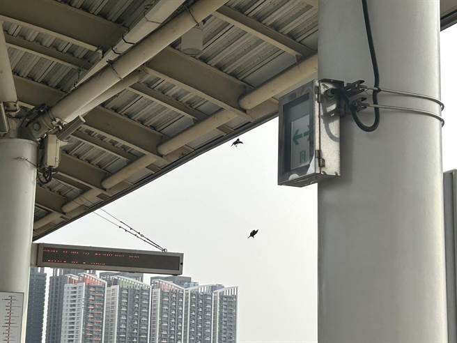 高捷青埔站因高架设计，加上四周农田，有许多鸟类觅食后都会在捷运站屋顶、梁柱上休息。（崔正纲摄）