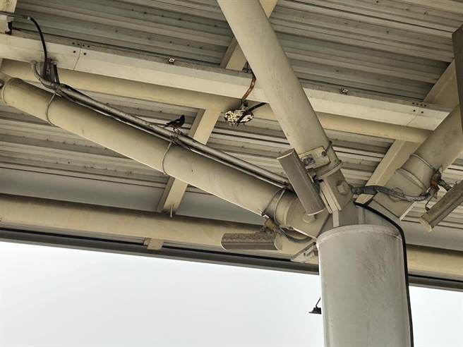 高捷青埔站因高架设计，加上四周农田，有许多鸟类觅食后都会在捷运站屋顶、梁柱上休息。（崔正纲摄）