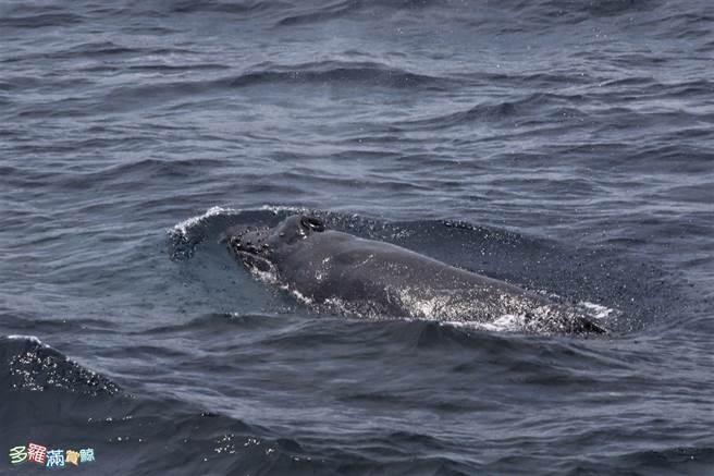 被誉为梦幻鲸种的大翅鲸（座头鲸）昨于花莲外海现踪，大翅鲸母子悠游海面的样貌，让赏鲸船上的旅客见了相当欣喜。（多罗满赏鲸公司提供／罗亦晽花莲传真）