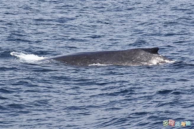 被誉为梦幻鲸种的大翅鲸（座头鲸）昨于花莲外海现踪，大翅鲸母子悠游海面的样貌，让赏鲸船上的旅客见了相当欣喜。（多罗满赏鲸公司提供／罗亦晽花莲传真）