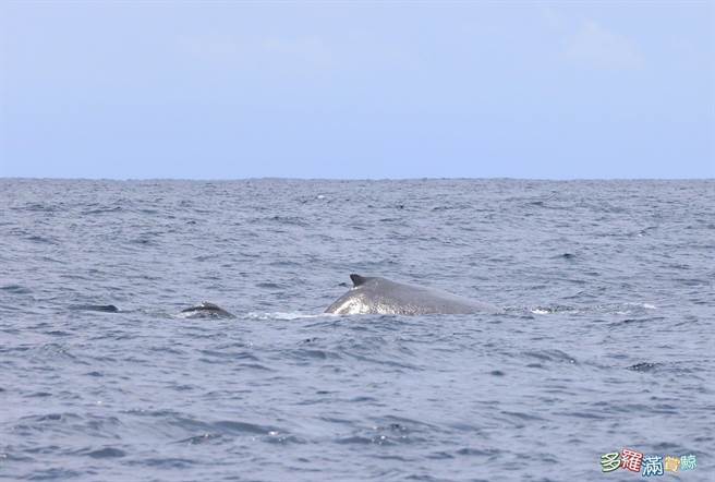 被誉为梦幻鲸种的大翅鲸（座头鲸）昨于花莲外海现踪，大翅鲸母子悠游海面的样貌，让赏鲸船上的旅客见了相当欣喜。（多罗满赏鲸公司提供／罗亦晽花莲传真）