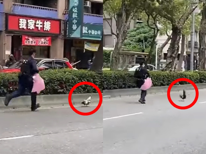 只见员警一直在大马路狂奔，仍抓不到鸡，最后是将鸡赶进公园内，再利用捞网诱捕，成功捕获后装进纸箱内。（翻摄照片）