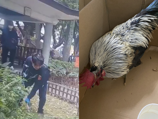 只见员警一直在大马路狂奔，仍抓不到鸡，最后是将鸡赶进公园内，再利用捞网诱捕，成功捕获后装进纸箱内。（翻摄照片）