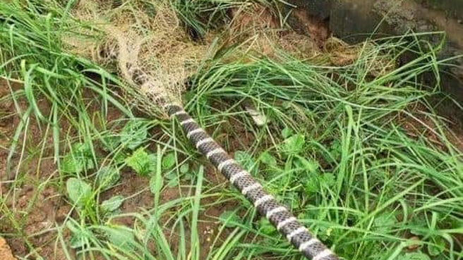 一名男网友在草丛中发现一条花色像甘蔗的雨伞节。（图／网友授权提供）