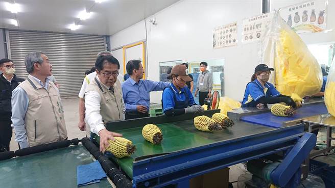 台南市长黄伟哲（拿凤梨者）参观凤梨筛选过程。（程炳璋摄）