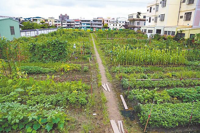 苗栗市公所厨余示范农场共310个单位，19日公开抽籤，报名人数412人、中籤率约7成5。（苗栗市公所提供／李京升苗栗传真）