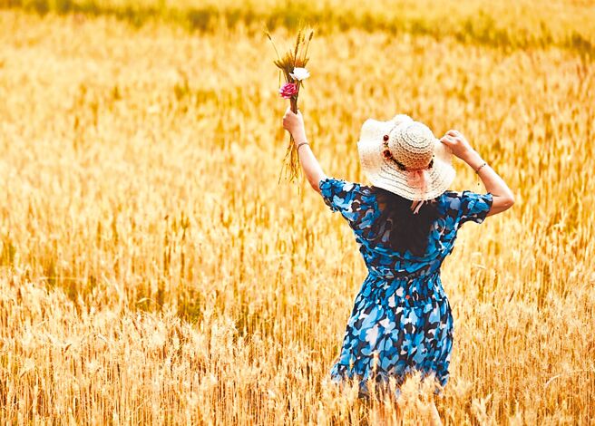 和平快乐田园改种黄金麦穗已成熟，吸引网红拍照取景。（业者提供／杨静茹南投传真）