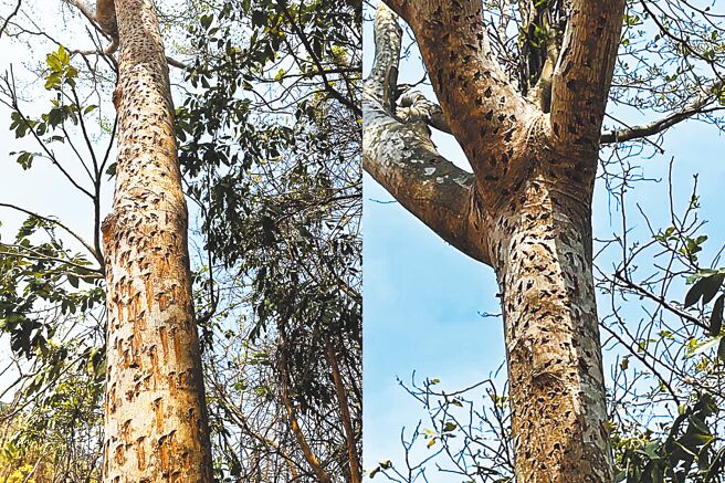 南柴山热门登山步道、相思亭对面一棵小叶榄仁树干上满布密集规律的孔洞，成因不明。（杨姓山友提供／袁庭尧高雄传真）