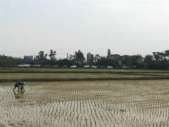 桃園1期稻作整田完成 北水局力求桃竹地區5月底前穩定供水