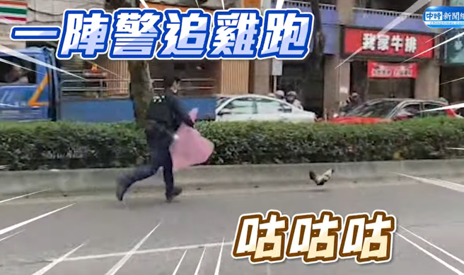 画面曝光！「落跑鸡」惊现北市街头暴衝逃窜 警苦命跑百米狂追。(翻摄画面)